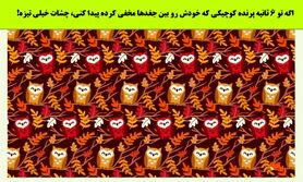 تست هوش | اگه تو 6 ثانیه پرنده کوچیکی که خودش رو بین جغدها مخفی کرده پیدا کنی، چشات خیلی تیزه!
