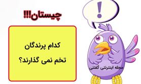 چیستان مخصوص نوابغ: کدام پرندگان تخم نمی گذارند؟
