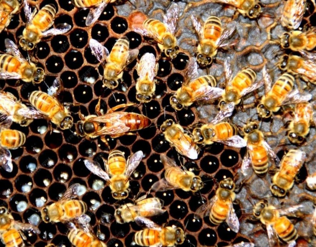 تشخیص ملکه پیر چگونه است؟
