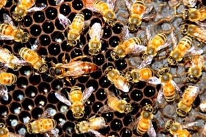 تشخیص ملکه پیر چگونه است؟
