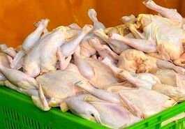 قیمت مرغ 15 تیر اعلام شد | قیمت مرغ کیلویی چند