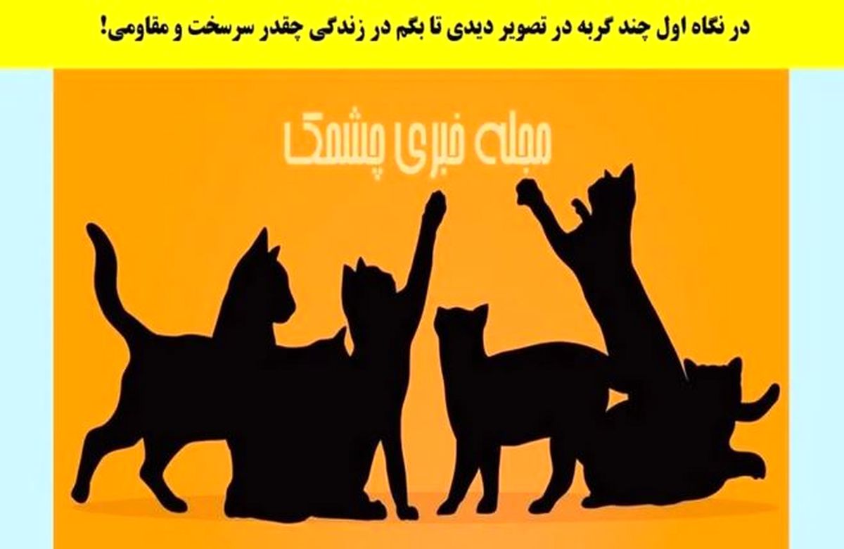 تست شخصیت شناسی | بگو تو نگاه اول چندتا گربه دیدی تا بگم زندگیت چقدر سخت بوده و تو چقدر محکم بودی